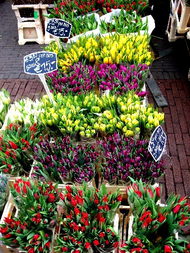 tulips_for_sale.JPG