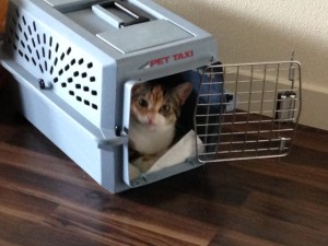 Oolong_in_carrier