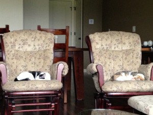 photo (4)